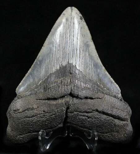 Megalodon Tooth - South Carolina #21971